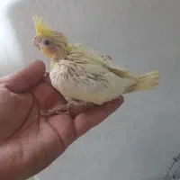 جوجه عروس هلندی
