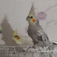 عروسه هلندی یه ماده دو تا نر