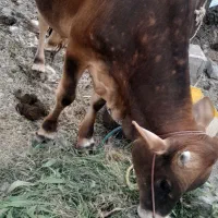 گاو نر