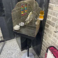 عروس هلندی جفت