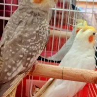 دو عروس هلندی همراه قفس