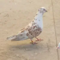 کبوتر فروشی