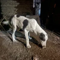 سگ سرابی نر