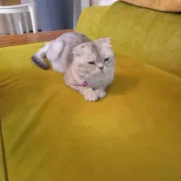 نر قوی اسکاتیش سیلور