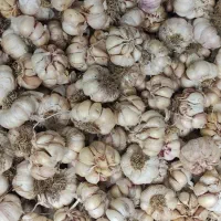 سیر خشک