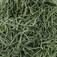 لوبیاسبز