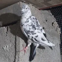 پلاکی|پرنده|خورموج, |دیوار