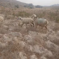 قوچ دورگ چینی فروشی