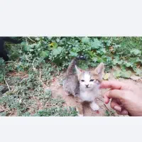 واگذاری شش عدد بچه‌گربه با نمک