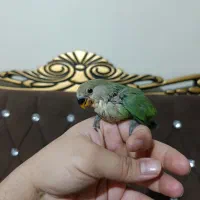 طوطی برزیلی