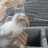 جوجه دیلگونی اصل