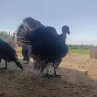 بوقلمون