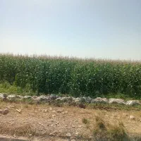 اجاره-5-هکتار-زمین-کشاورزی-چهاره-اوج