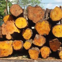 خرید چوب و درخت (جنگلی ، باغی)