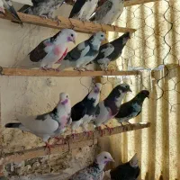کفتر