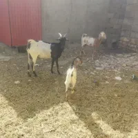 بز کهره دار
