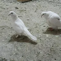 تعدادی کبوتر پرشی و سو دار