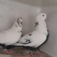 کبوتر دمبی و سرور