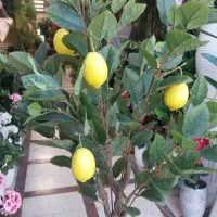 درختچه های آپارتمانی
