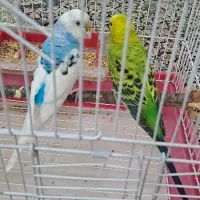 یک جفت مرغ عشق مست