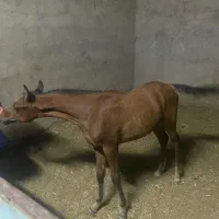 کره نریان یکسر عرب زیبایی