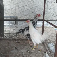 جفت مرغ و خروس لاری