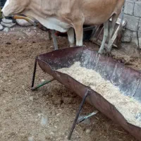 گاو محلی