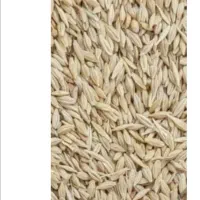 ۴ تن جو محلی درجه یک گونی شده
