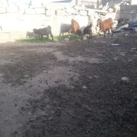 بزبزغاله دار