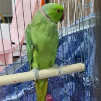 طوطی ملنگونر