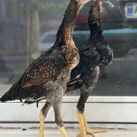 خروس لاری اوشامو اصیل