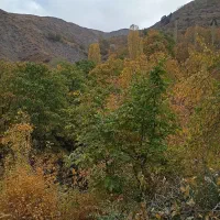 کارگر ثابت آبیاری
