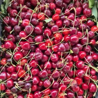 گیلاس درجه یک آماده ارسال