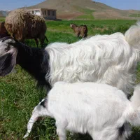 هیجانات گوسفند