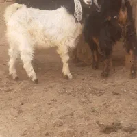 بز بزغاله