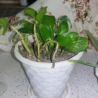 گل برای معاوضه|گل و گیاه طبیعی|اصفهان, هفتون|دیوار