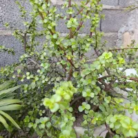 گل کراسولا(خرفه ای)