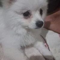سگ باهوش