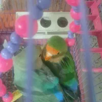عروس هلندی و کتوله مولد