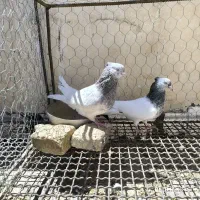 کله الماسی