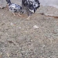 خروس گلین طوسی