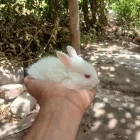 بچه خرگوش و مولد