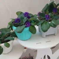 گل وگیاه طبیعی