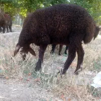 بره مهربان و غزل افشار اصیل