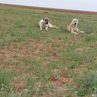توله سگ گله