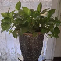 گل آپارتمانی