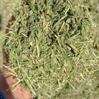 یونجه خشک امسال