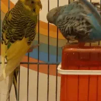 مرغ عشق ،پرنده