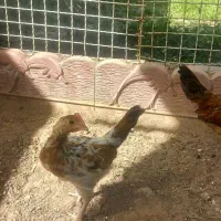 خروس گلین معاوضه با برهما