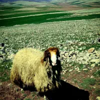 قوچ سنجابی